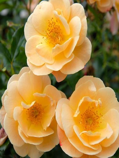 cicek-rosa